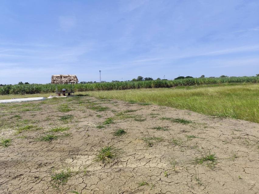 ขายที่ดินเปล่า แปลงธรรมชาติ ท่ามกลางไร่อ้อย ใกล้ มหาวิทยาลัย เกษตรศาสตร์ วิทยาเขตกำแพงแสน นครปฐม ทำเล เงียบสงบแต่ไม่วุ่นวาย ลมดี อากาศดี และไม่เปลี่ยว 12