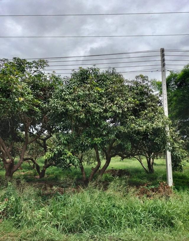 ที่ดิน ราชบุรี 4