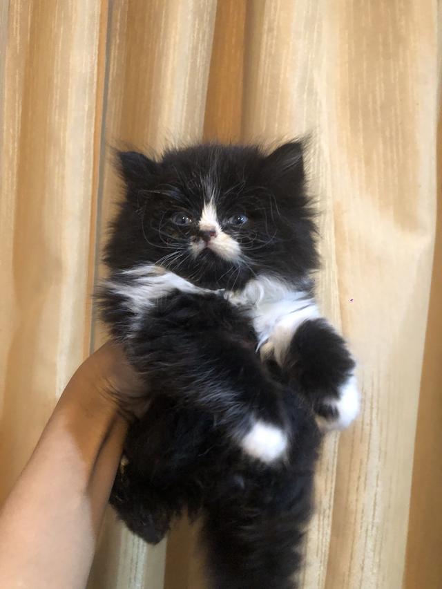 ลูกแมวพันธุ์เปอร์เซีย รูปที่ 2