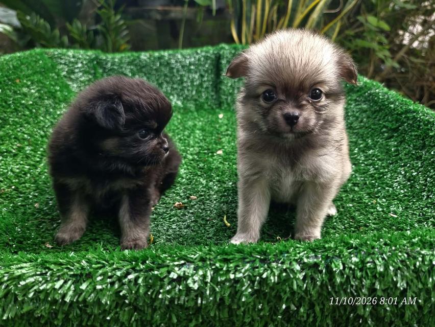 น้องปอมไซส์เล็กเด็กจิ๋ว