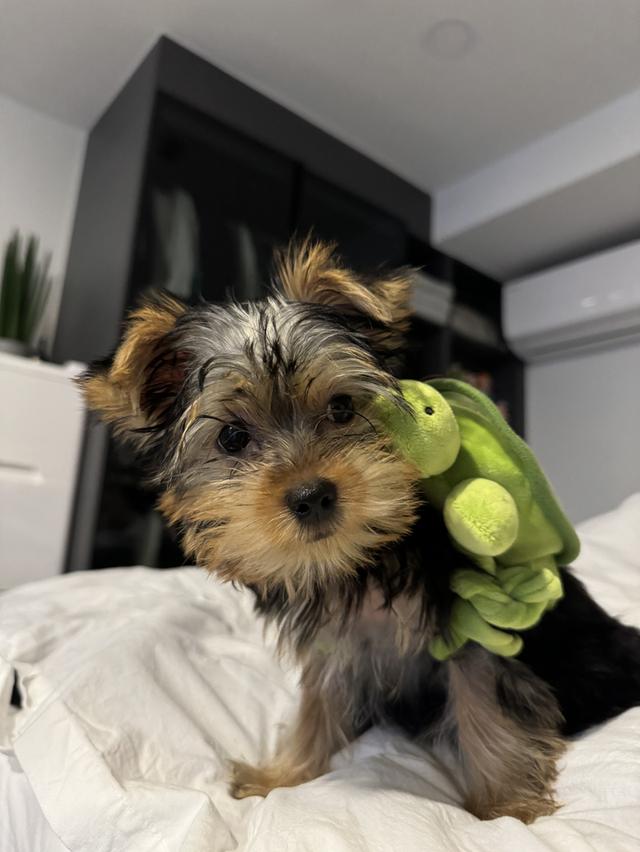 ขายลูกหมายอร์คเชียร์ 6 ตัว