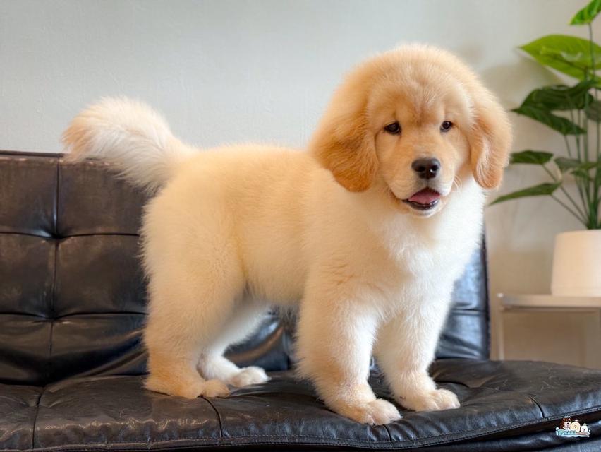 โกลเด้น นำเข้าจากประเทศจีน