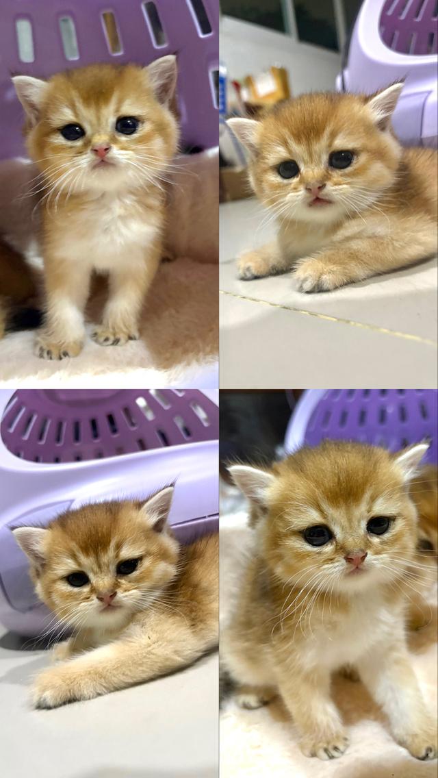 ลูกแมวบริติชแท้ 100%