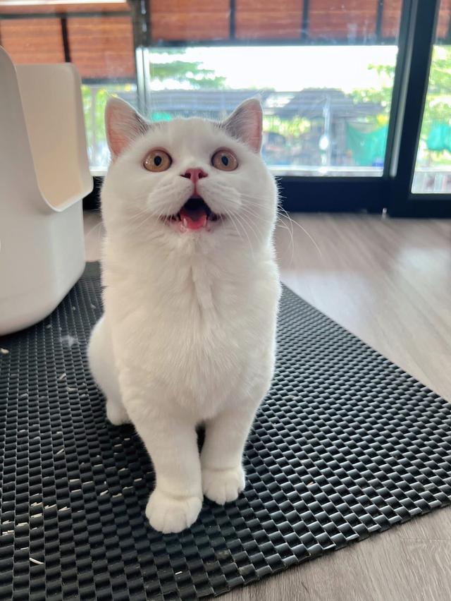 เเมวบริติชช๊อตแฮร์WCF