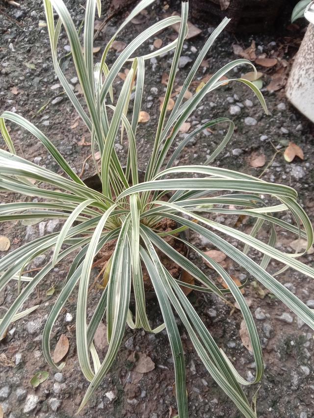 เศรษฐีไซ่ง่อนด่าง ส่งเป็นต้นเพาะชำ