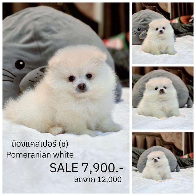 น้องแคสเปอร์ ปอมขาวหนุ่มน้อยน่ารักพร้อมย้ายบ้านมีจัดส่งเก็บปลายทาง