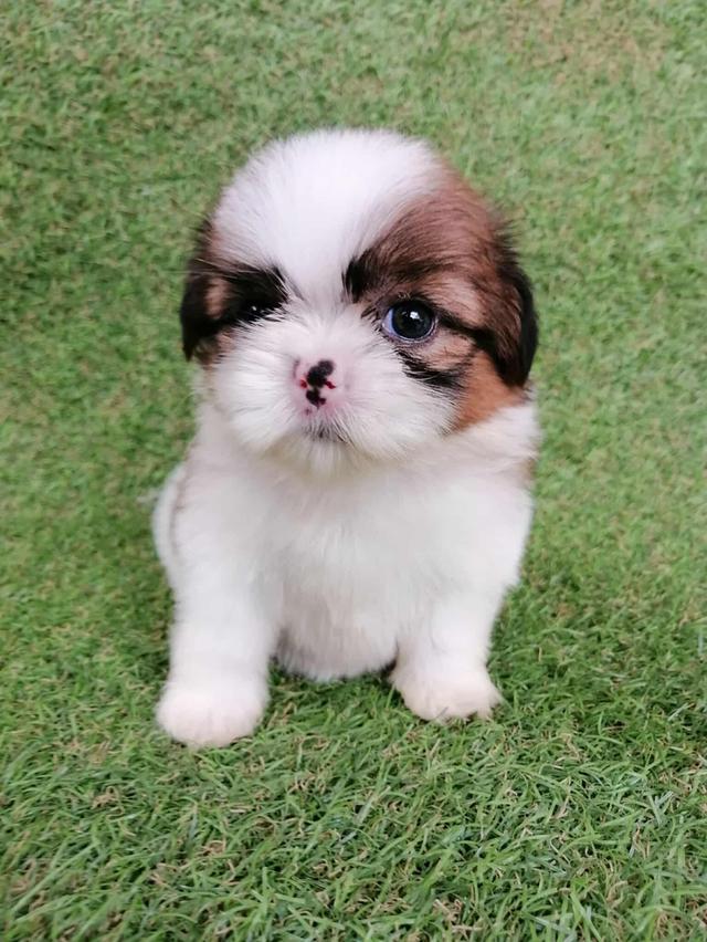 ชิสุห์เเท้ พร้อมย้าย 16