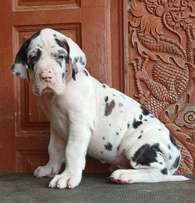 ลูกเกรทเดนคุณภาพ Great dane for sale รูปที่ 7