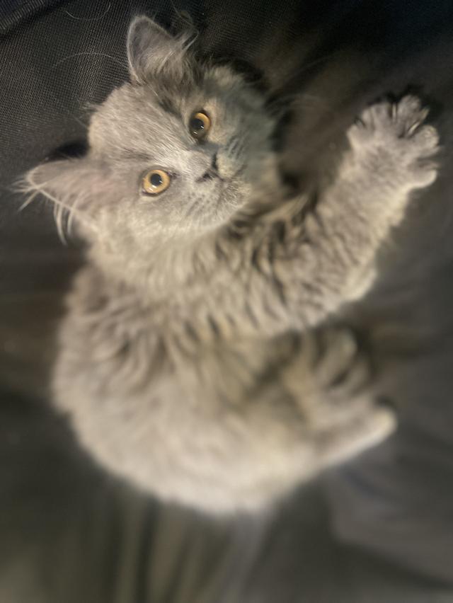 แมวบ้านนี้ขี้อ้อน(เด็กชาย3เดือน) พร้อมย้ายบ้าน รูปที่ 2