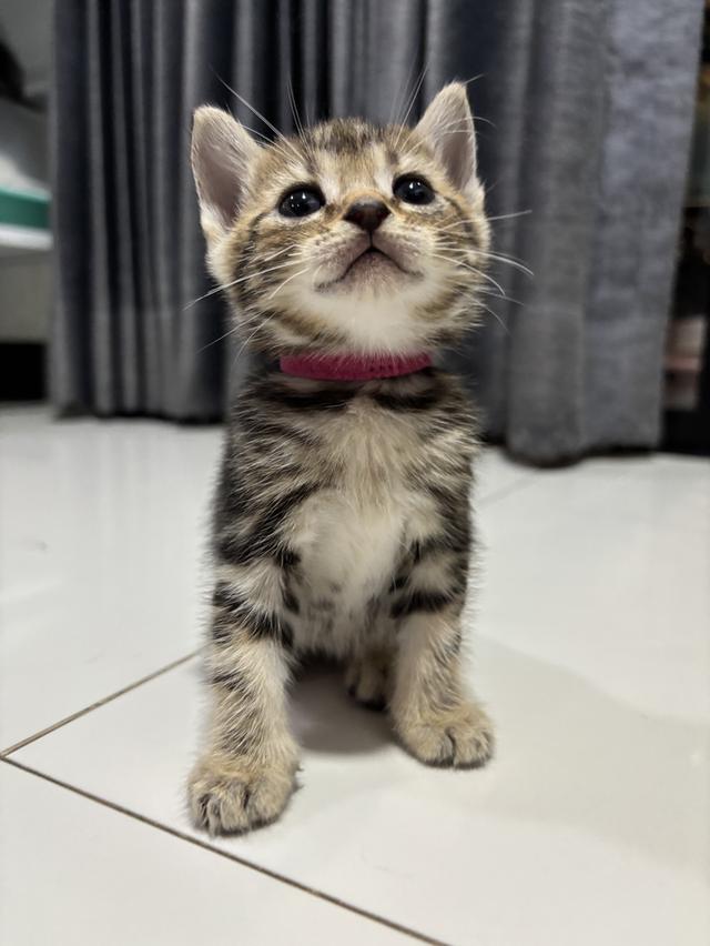 ลูกแมวพันธุ์ American Shorthair 4