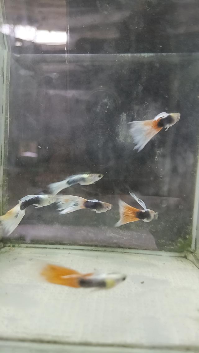 ปลาหางนกยูงตัวละ5บาท รูปที่ 18