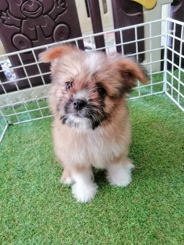 ชิสุห์ปอม ญ. พร้อมย้าย