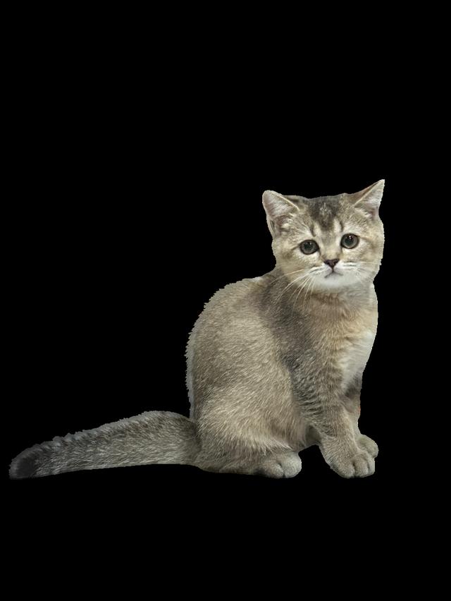 บริติส ช็อตแฮร์ สี Ny