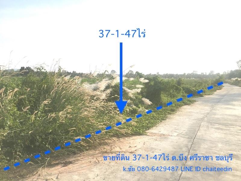 ขายที่ดินศรีราชา 37-1-47ไร่ ติดถนน 215เมตร ลึก 330เมตร ตำบลบึง ศรีราชา ชลบุรี ใกล้นิคมปิ่นทอง ใกล้ตลาดบึงวรกิจ ใกล้ถนนบายพาส ทล.3009 3