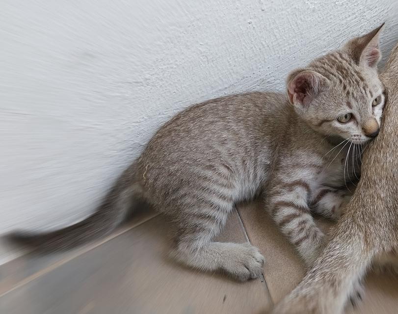 Meet the 5 "Musical Kittens"! Perfect Christmas gift! 2