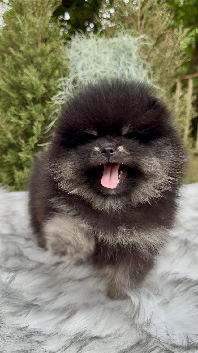 น้องปอมเมอเรเนียนเกรดคุณหนู