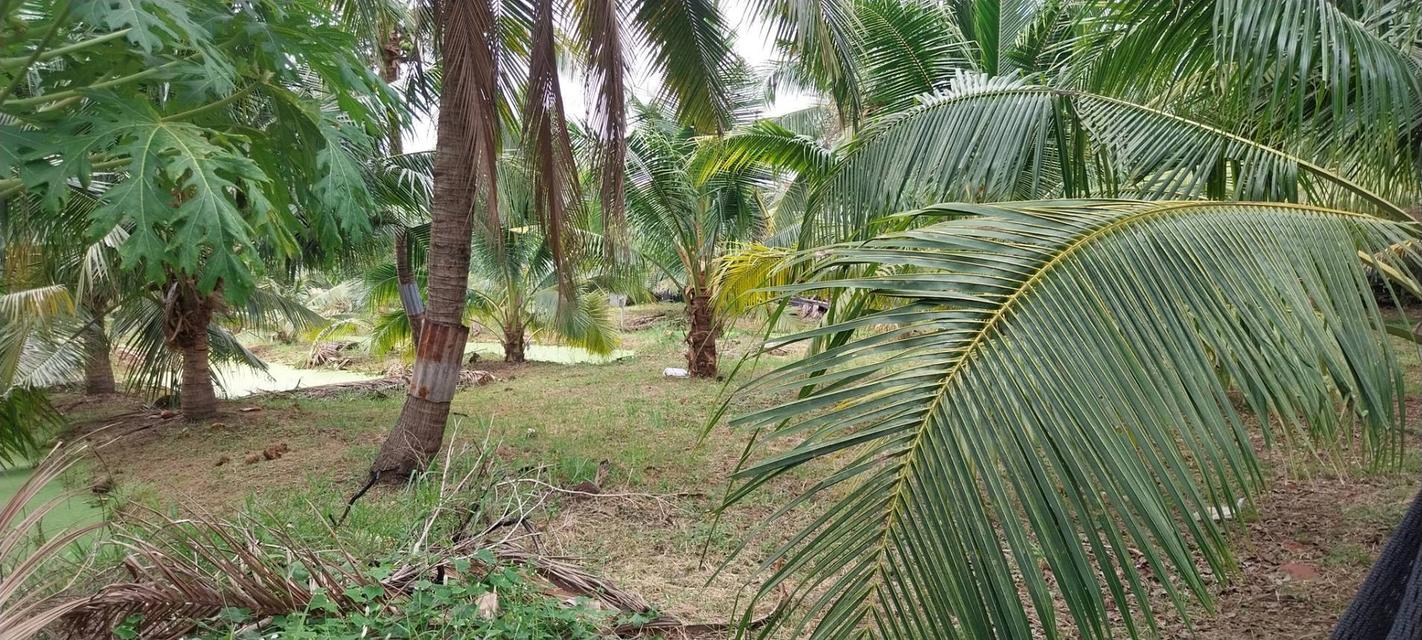 ที่ดิน บางคนที สมุทรสงคราม 2