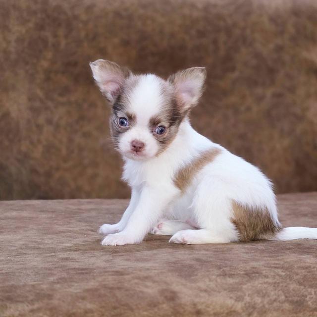 ชิวาวาแท้ขนยาว เพศชาย 4