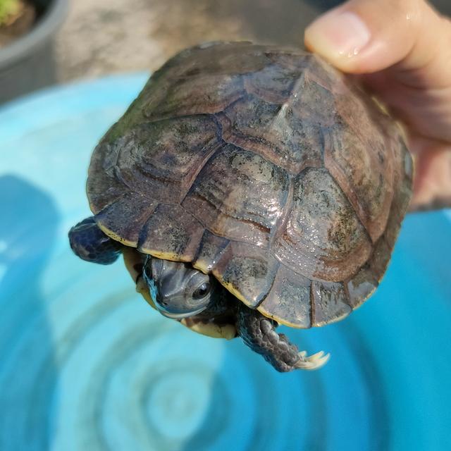 Charcoal Red Eared Slider