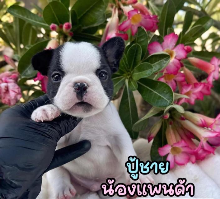 เฟรนช๋บลูด็อกแท้ เริ่ม7900