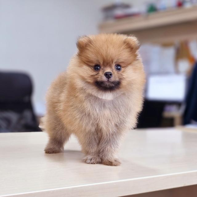 ปอมแท้หนุ่มหล่อน้องร๊อกเก็ต