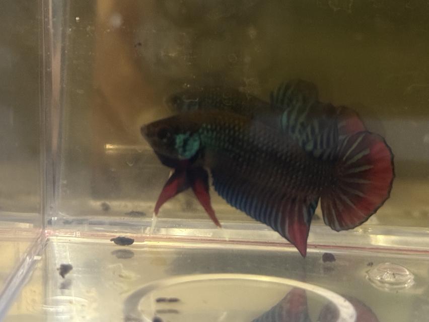 ปลากัดป่าแก้มแดงลูกช้อน 3