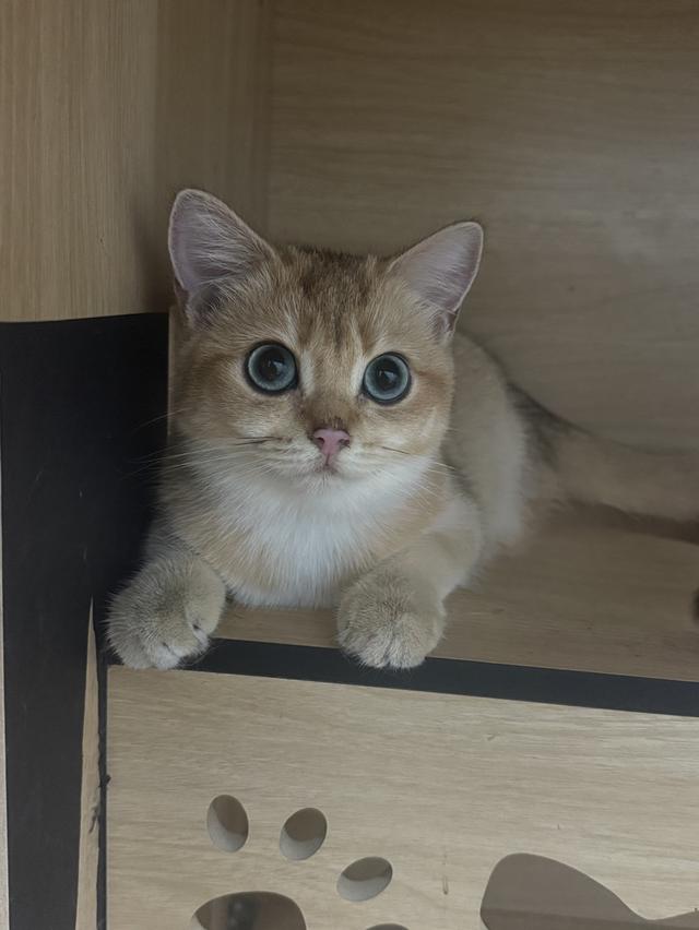 แมวบริติช 5