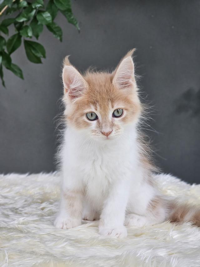 ลูกแมวเมนคูน เพศเมีย  9