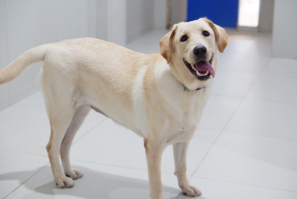 น้องแฮปปี้ พันธุ์ลาบาดอว์1ปี 3