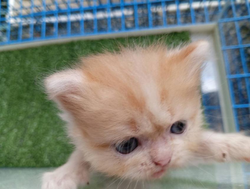 น้องแมวสก็อตติชเปอร์เซีย