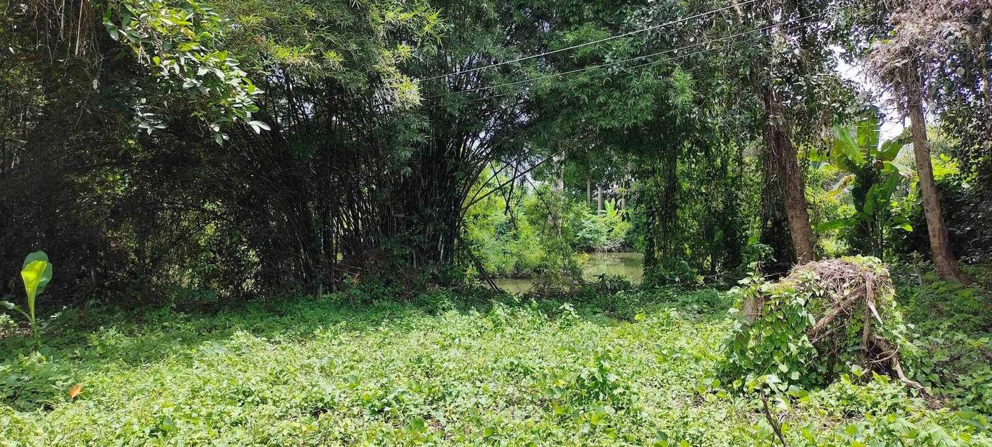 ที่ดินพร้อมบ้าน 2025 4