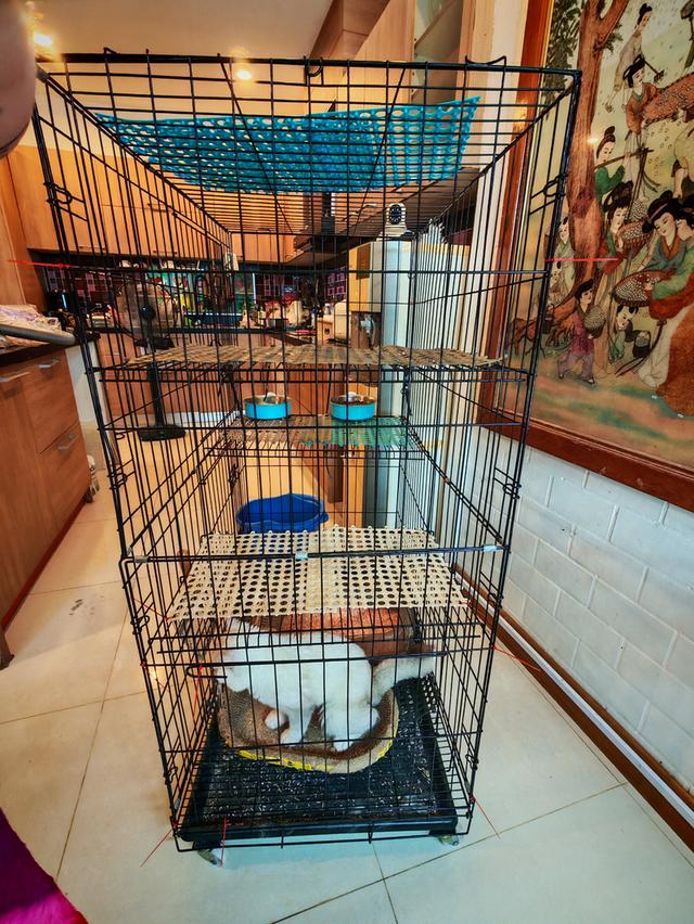 Cage for cats or rabbits รูปย่อยที่ 2