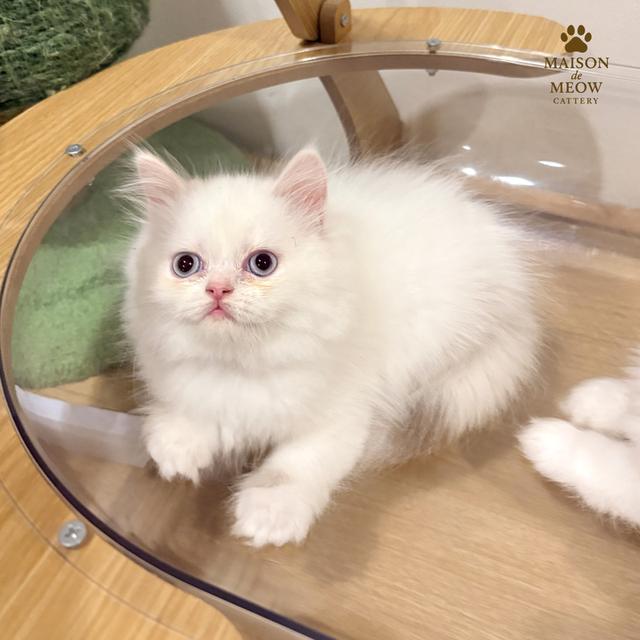 เปอร์เซีย ดญสีเหมือนแรคดอลล์ รูปที่ 9