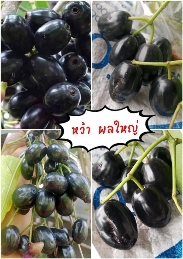 ต้นลูกหว้า ผลใหญ่ (3 ต้น)
