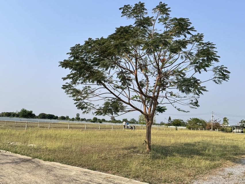 ที่ดิน ปากช่อง เขาใหญ่ โฉนดครุฑแดง 4
