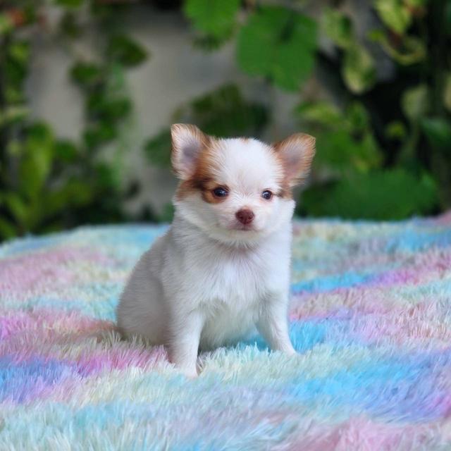 ชิวาวาผสมปอม เพศผู้ พิกัดรามอินทรา 13