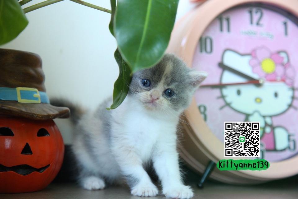 แมวหิมาลายันบริติชแท้ 11