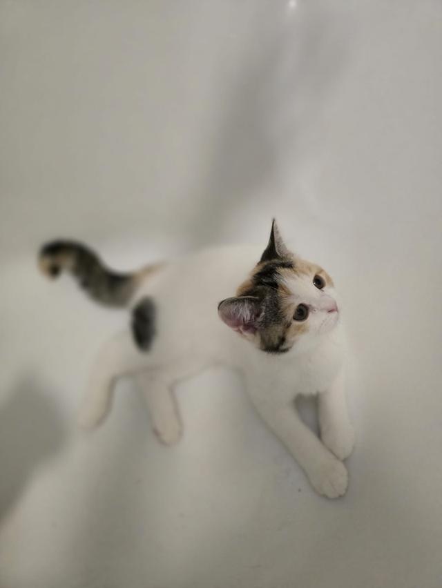 แมว สก็อตติชโฟลด์หูตั้ง Calico 5