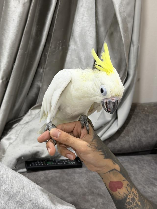 กระตั้วมิเดี้ยม Cockatoo medium เพศผู้ และเมีย รูปที่ 6
