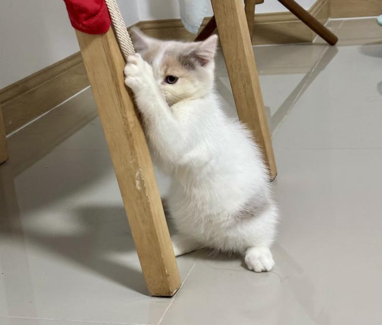 แมว British shorthair  10
