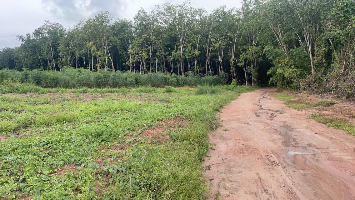 ที่ดินเปล่า อำเภอบ้านค่าย ระยอง 2