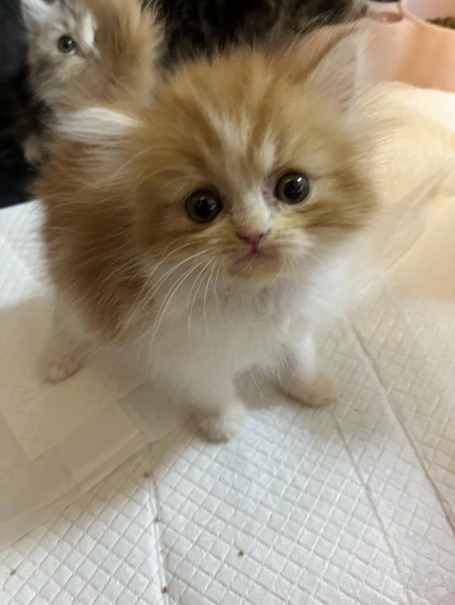 แมว เปอร์เซียแท้ ร้อยเปอร์เซ็นต์ 10