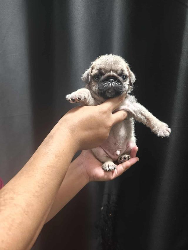 หมาปั๊ก