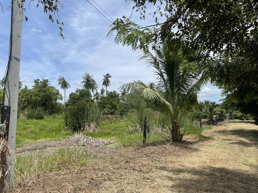 Land for sale in Nakhon Chai Si 10 rai near Central Salaya 4