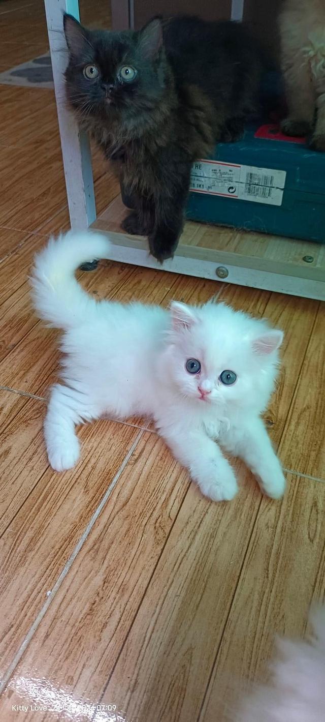 ขายแมวเปอร์เซียสีขาว น่ารักมาก 2