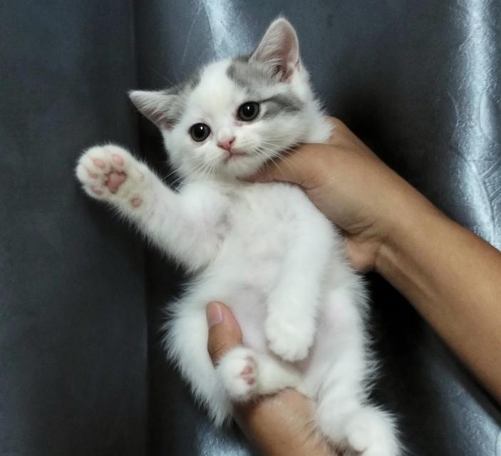 scottish fold บ้านแมว ลพบุรี