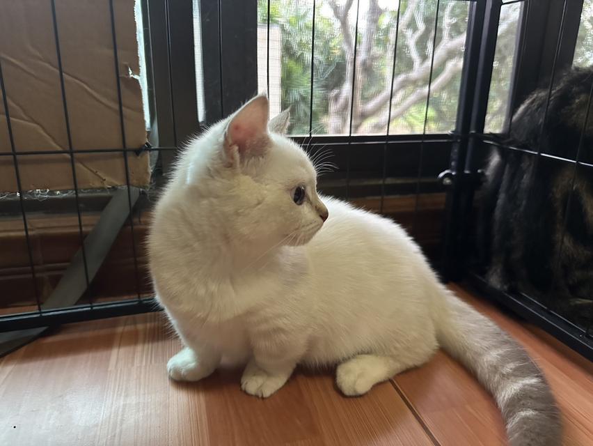 มัชกิ้นขาสั้นตัวผู้ค่ะ 3