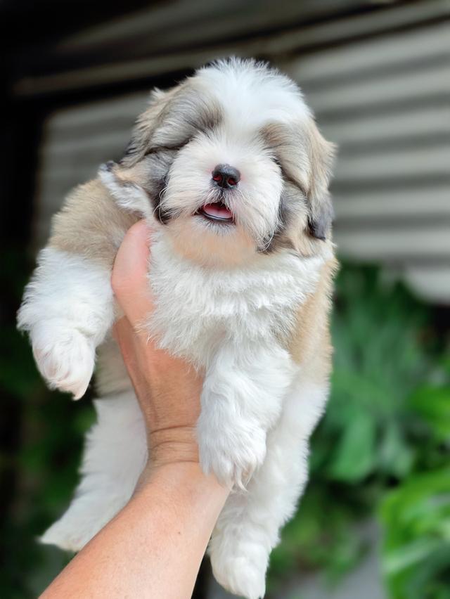 น้องฮ่องเต้ชิสุห์แท้หนุ่มหล่อ รูปที่ 3