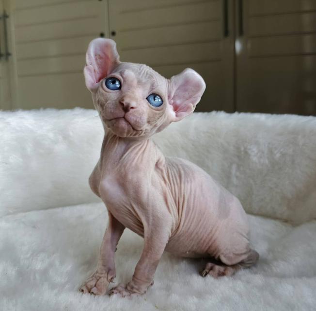 7.แมวเอลฟ์ เพศผู้ Elf Cat Male รูปย่อยที่ 3