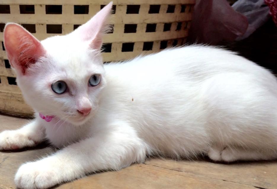 แมวขาวมณีตาสีฟ้า 3